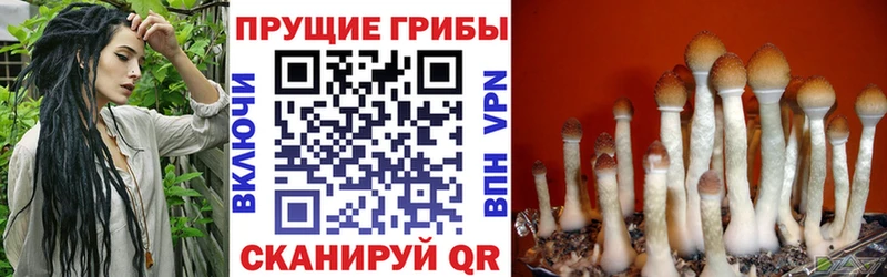 Псилоцибиновые грибы GOLDEN TEACHER  мега как зайти  Камызяк  наркотики 